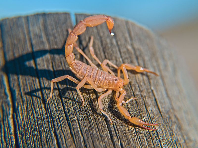 Scorpions