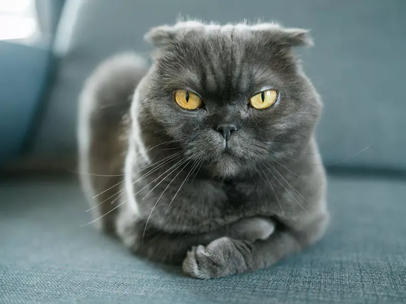 Scottish Fold