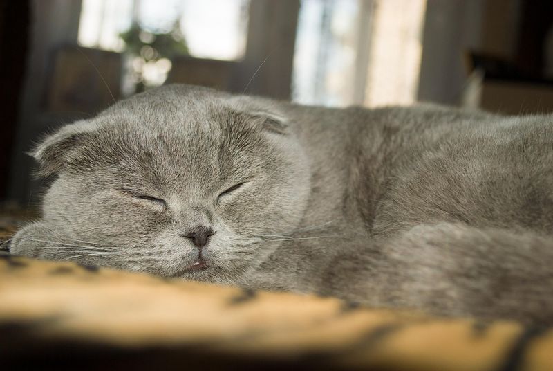 Scottish Fold