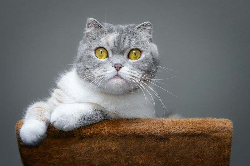 Scottish Fold