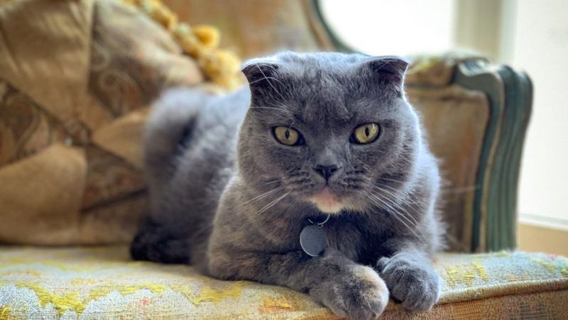 Scottish Fold