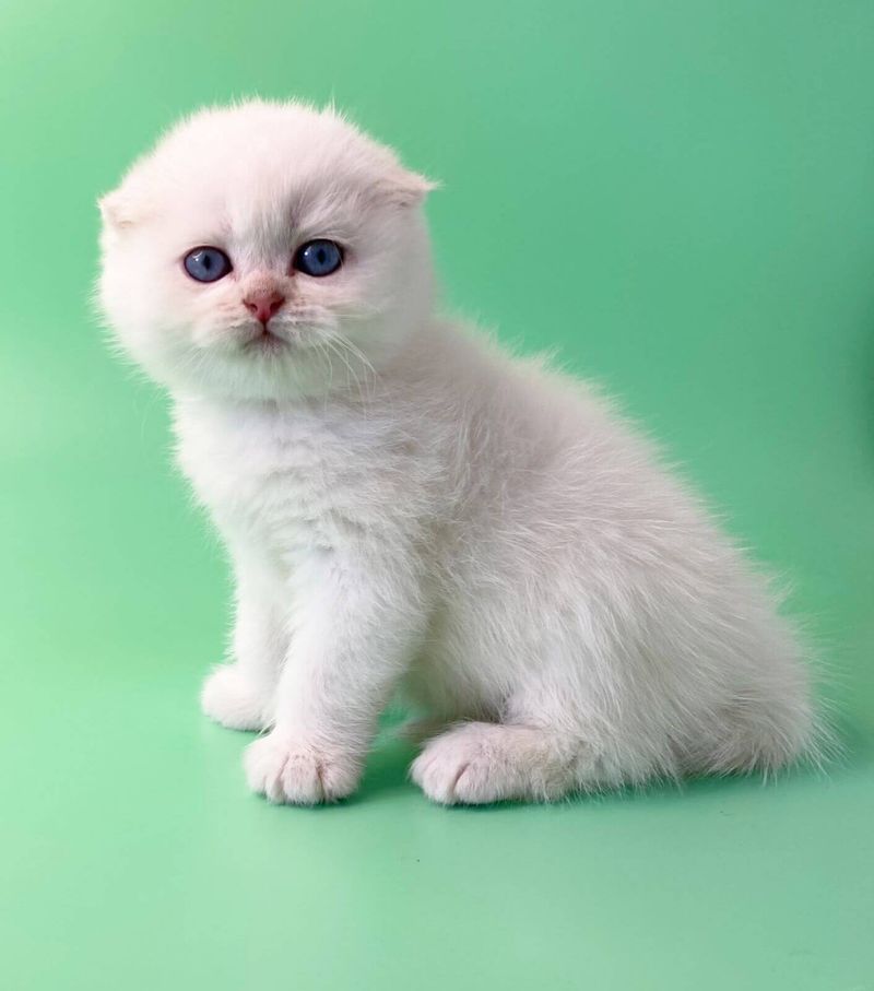 Scottish Fold