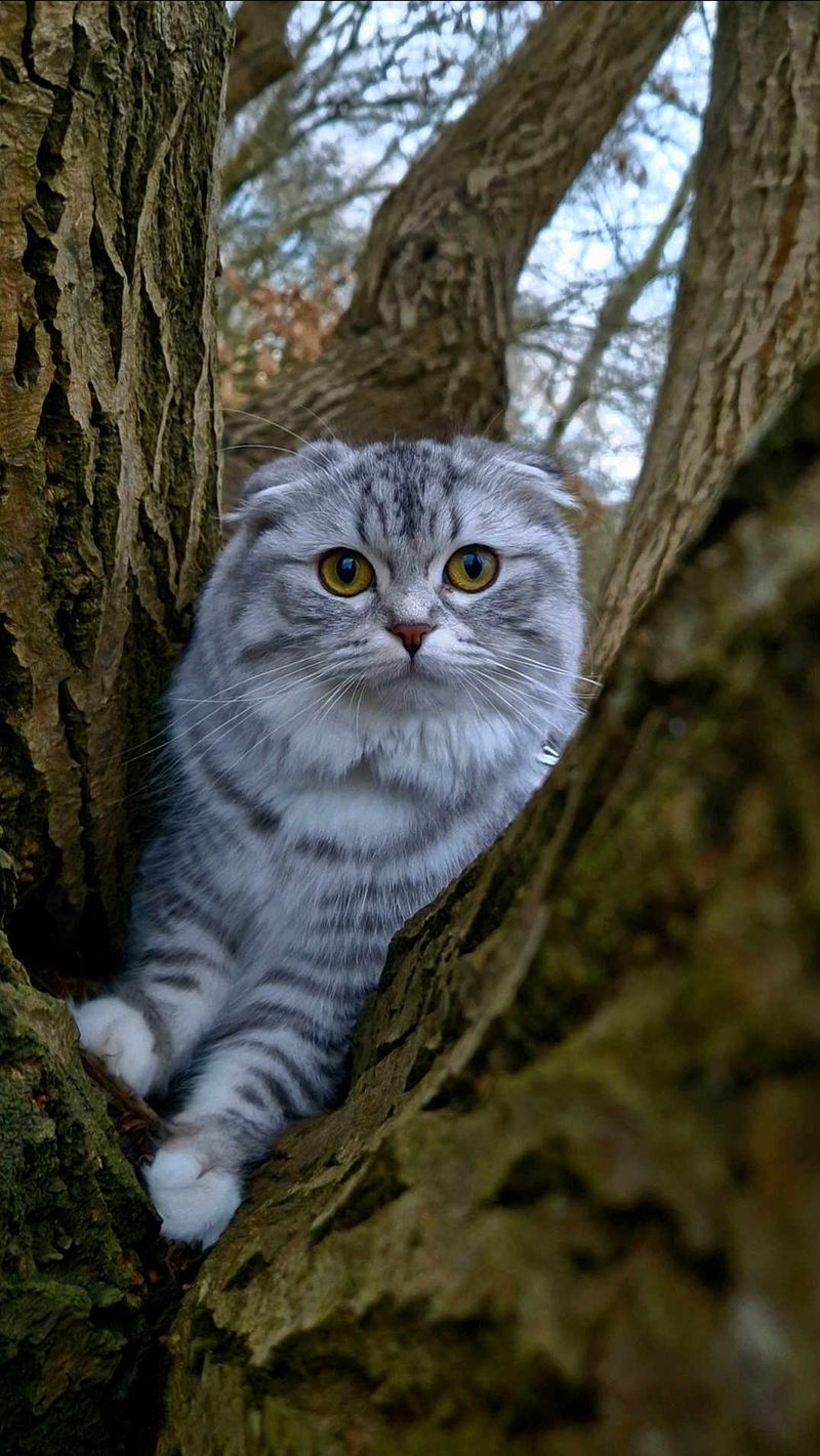 Scottish Fold