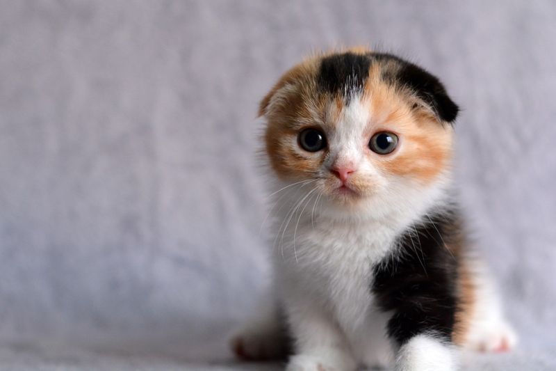 Scottish Fold