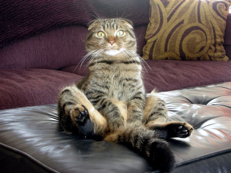 Scottish Fold