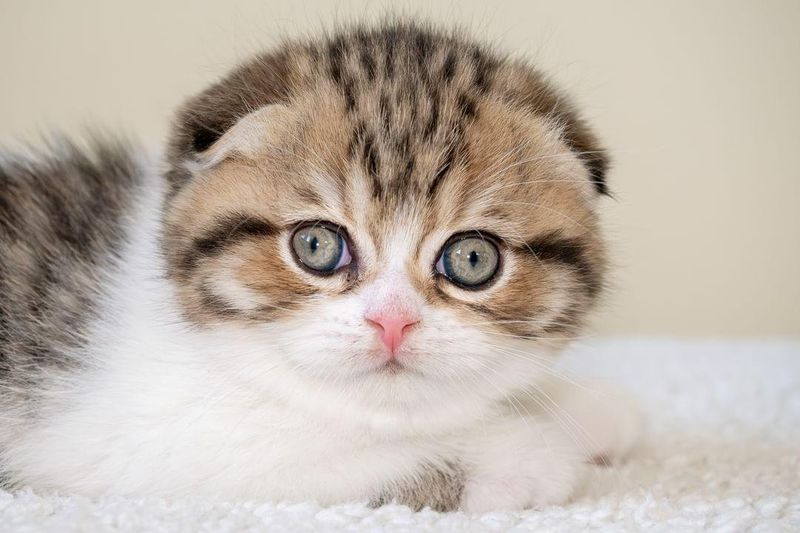 Scottish Fold