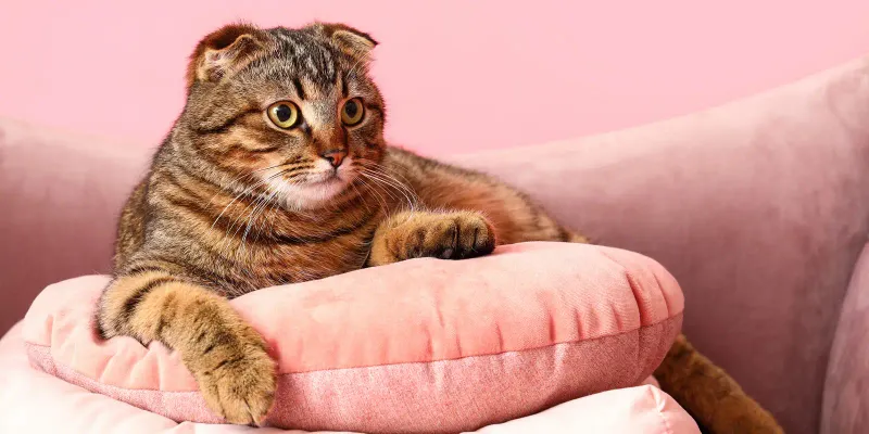 Scottish Fold