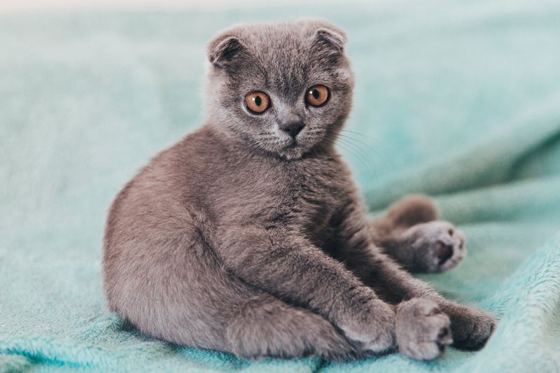 Scottish Fold