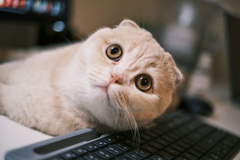 Scottish Fold