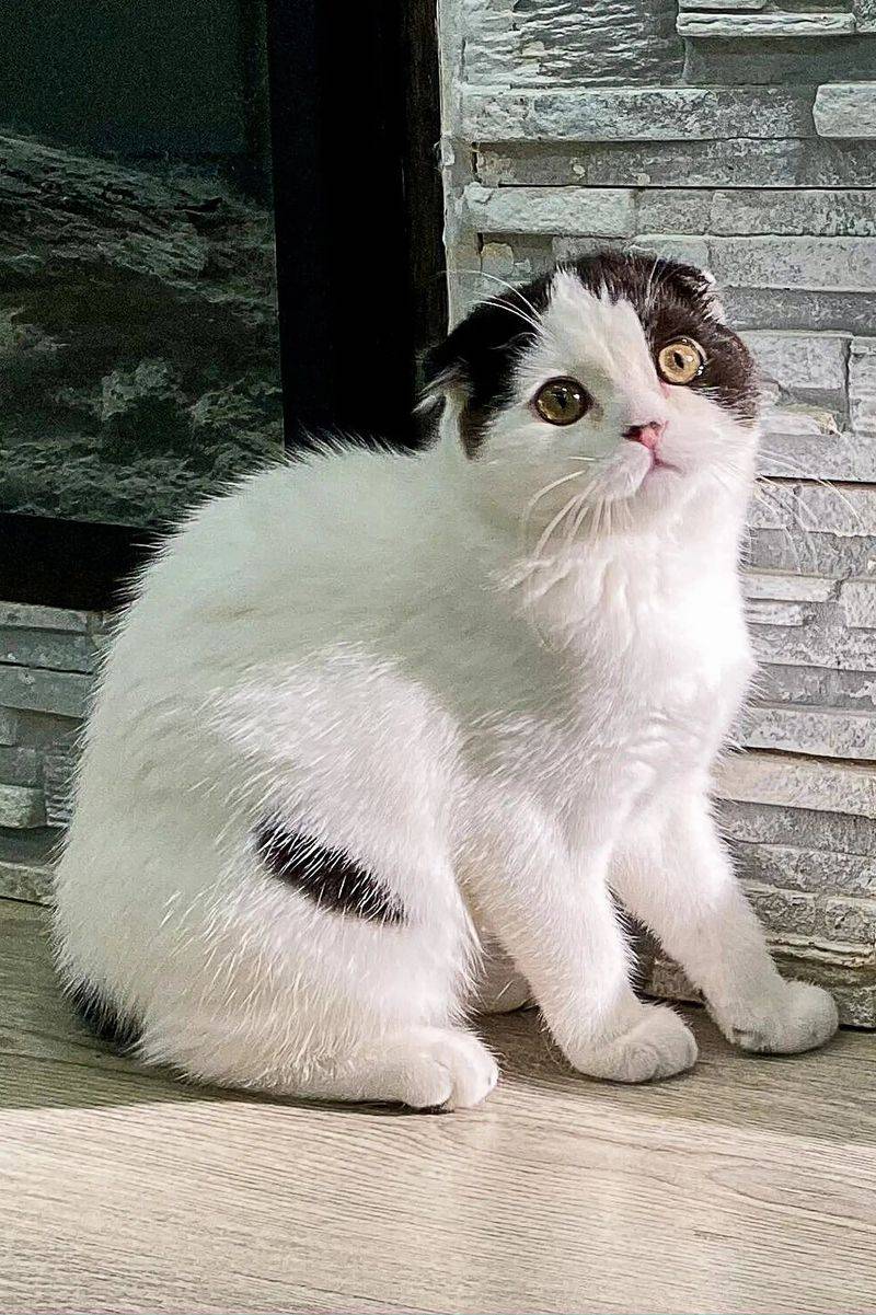 Scottish Fold