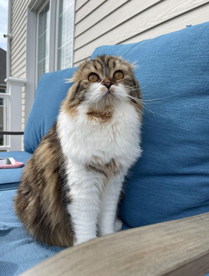 Scottish Fold