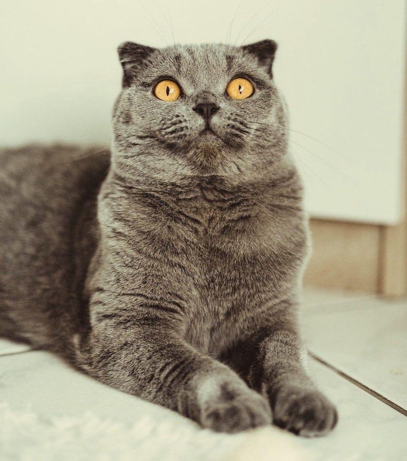 Scottish Fold