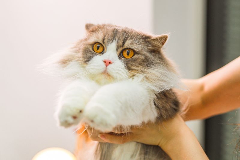 Scottish Fold