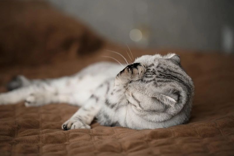 Scottish Fold