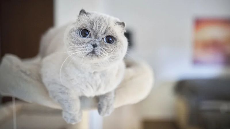 Scottish Fold
