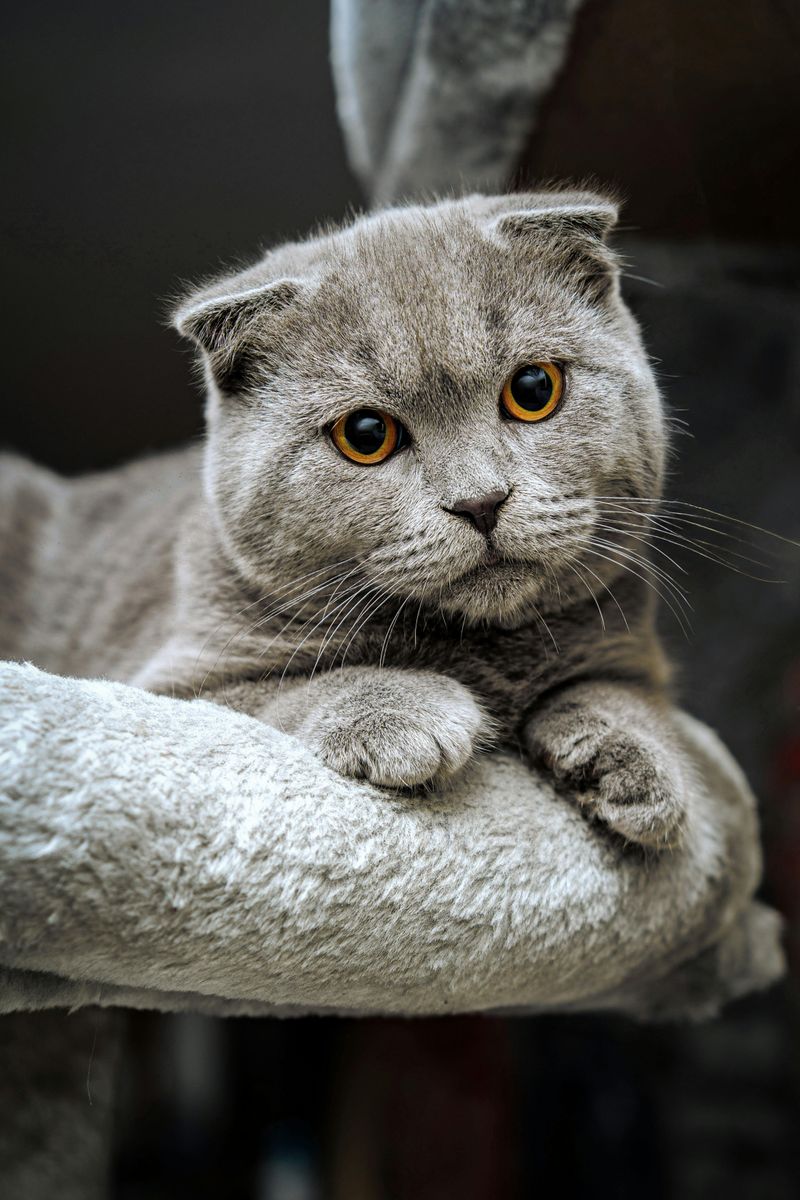 Scottish Fold