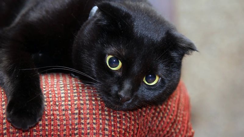 Scottish Fold