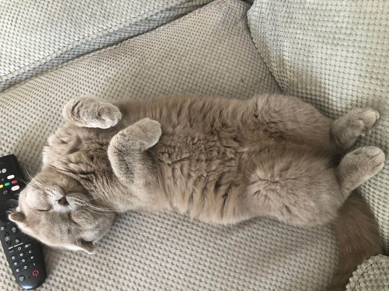 Scottish Fold