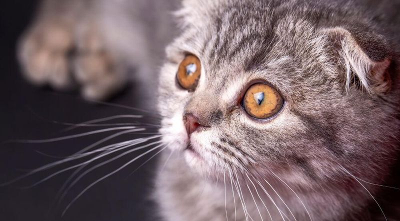 Scottish Fold