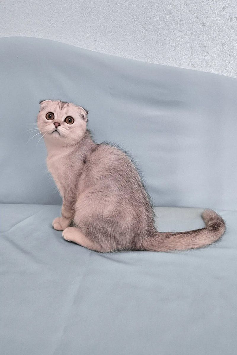 Scottish Fold