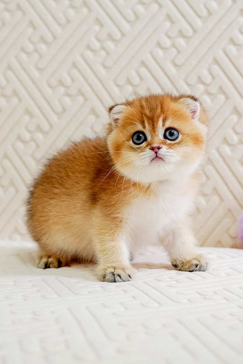 Scottish Fold