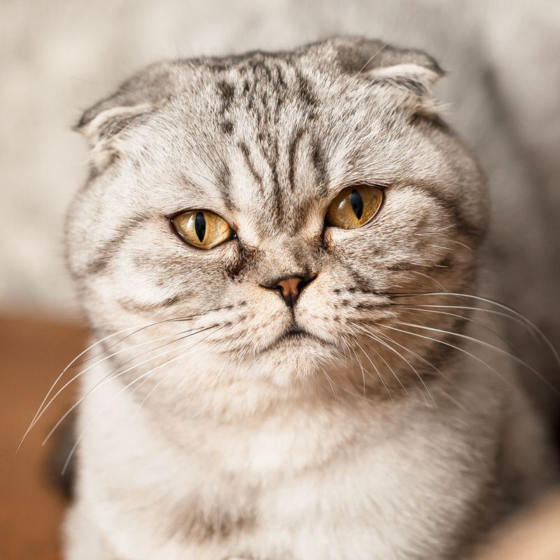 Scottish Fold
