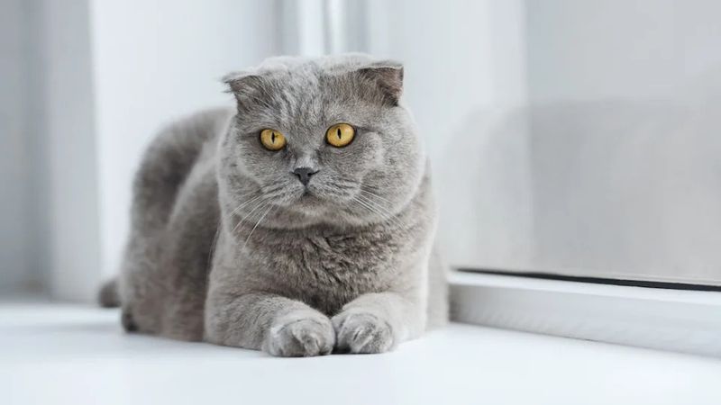 Scottish Fold