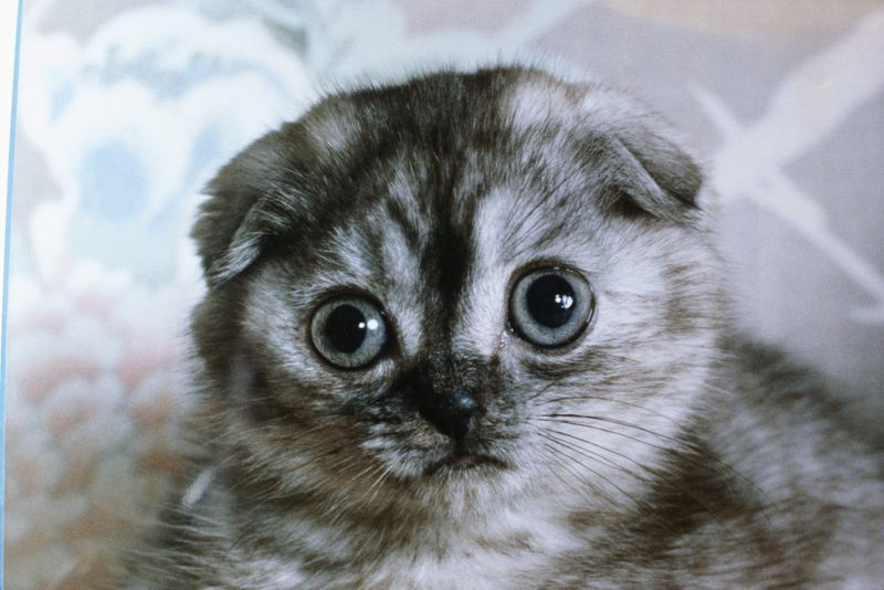 Scottish Fold