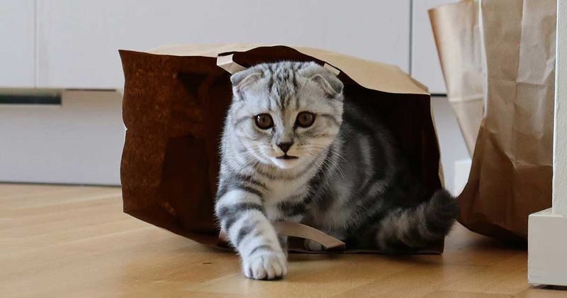 Scottish Fold: Cute Ears, Painful Reality