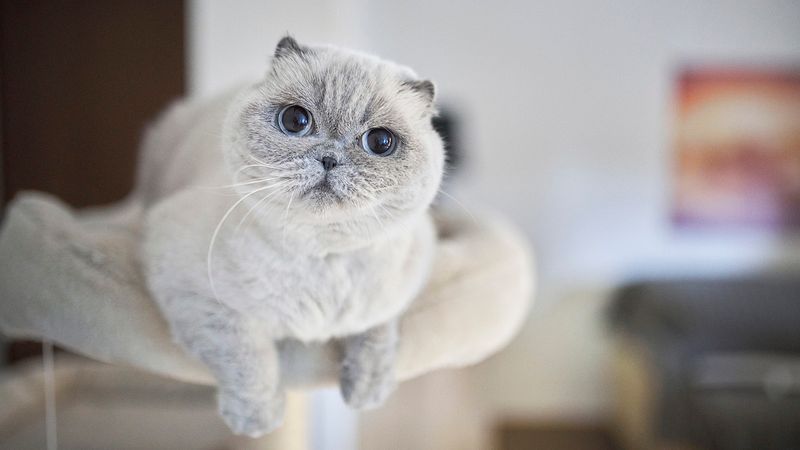 Scottish Fold