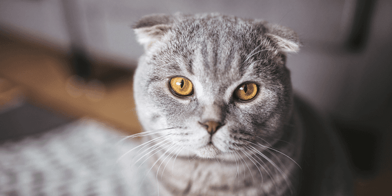 Scottish Fold