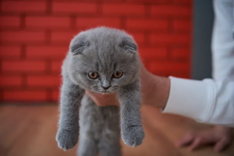 Scottish Fold