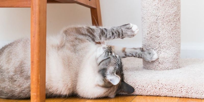 Scratch Posts and Pads