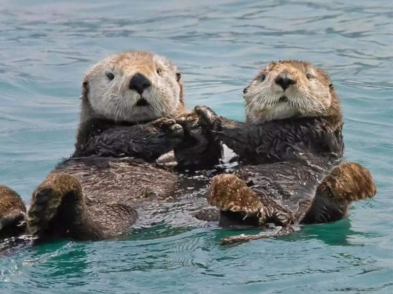 Sea Otters