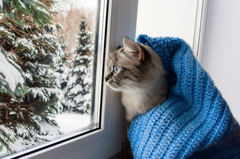 Seasonal Changes Impact Cat Mood