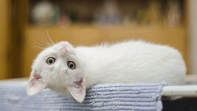 Self-Comfort