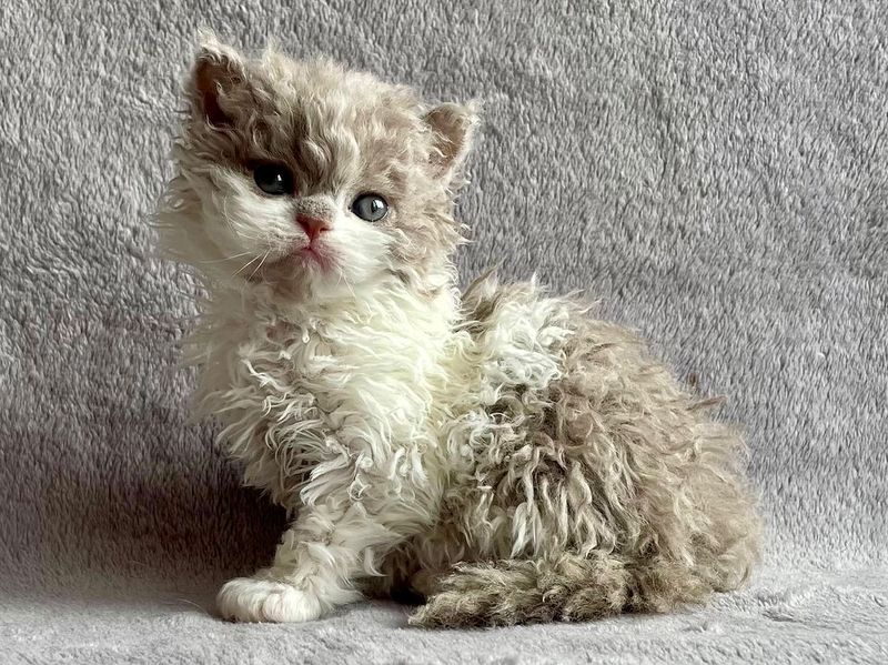Selkirk Rex