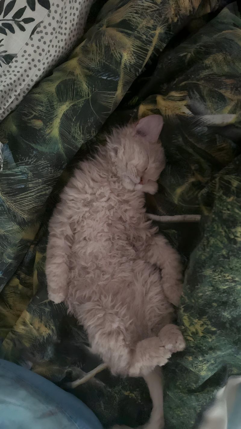 Selkirk Rex