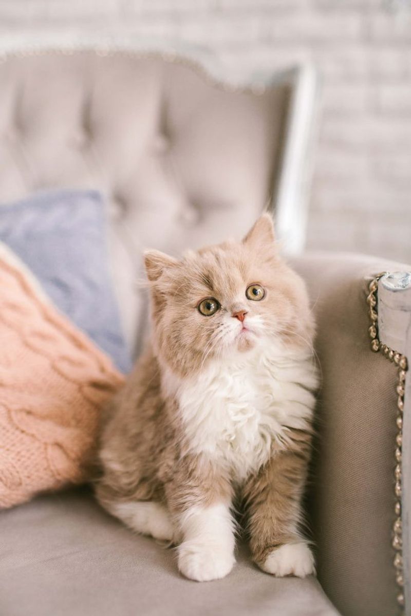 Selkirk Rex