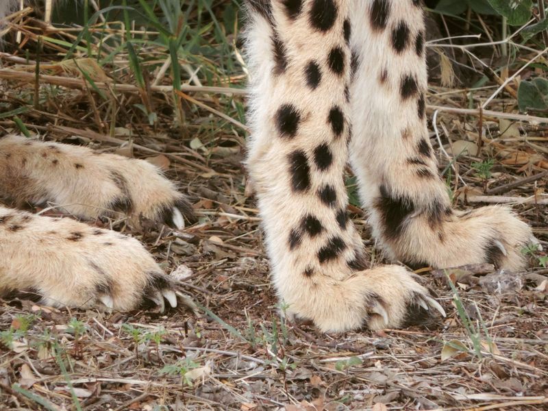 Semi-Retractable Claws