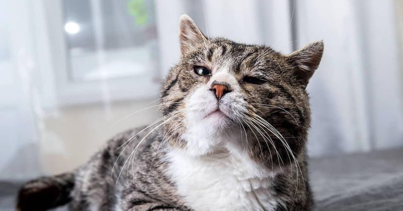 Senior Cat
