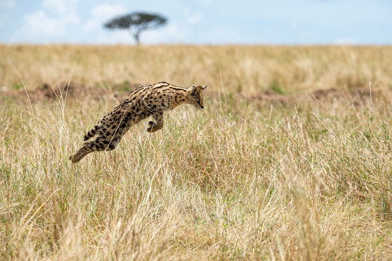 Serval (Leptailurus serval)