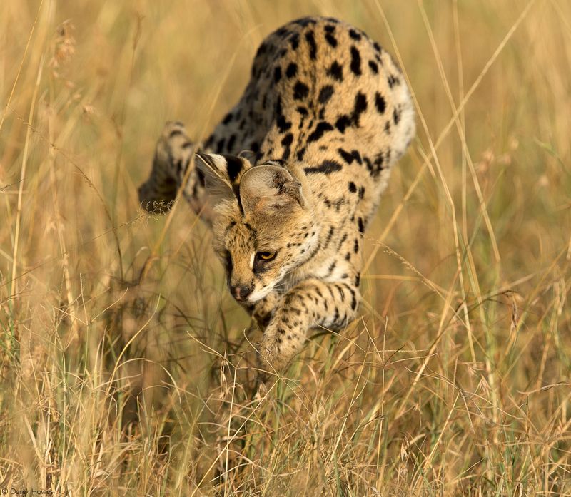 Serval