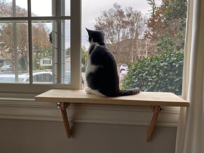 Set Up Elevated Resting Perches