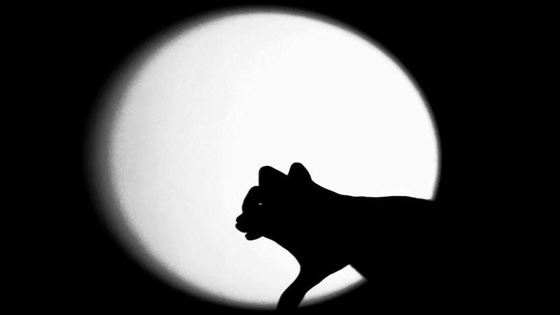 Shadow Puppet Theater