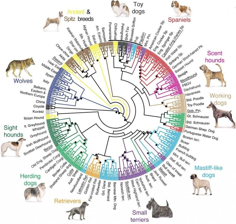 Shared Ancestry