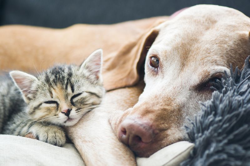 Shared Human Love