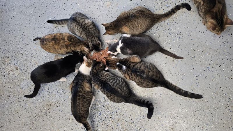 Sharing Food Spaces with Other Pets