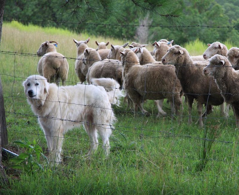 Sheep