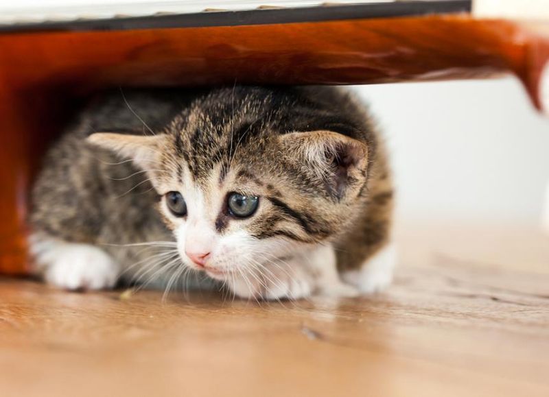 Shelter During Scary Times